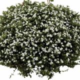 STRUKTURNA CVETOČA RASTL. VOLMARY SUTERA DIFFUSUS BARISTO L12