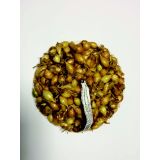 ČEBULČEK SYMBIOTICA STURON 500 G