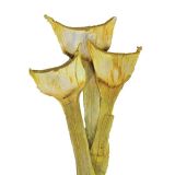 SUHO CVETJE AGAVA SPECIAL BARVANA 3KOS