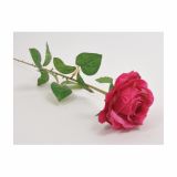 SUHO CVETJE VRTNICA ENOJNA FUKSIJA