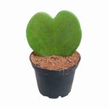 SUKULENT HOYA KERII L6