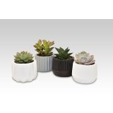 SUKULENT MIX V OKR. LONCU L6