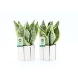 SUKULENT SANSEV. FUTURA SUPERBA BANKSY CERAMIC L13 CM