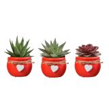 SUKULENT MIX OKRAS. LON. L6 CM