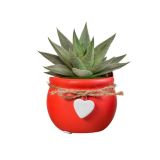 SUKULENT MIX OKRAS. LON. L6 CM