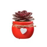 SUKULENT MIX OKRAS. LON. L6 CM