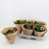 SUKULENT V OKRASNI POSODI CHENNAI L15 CM