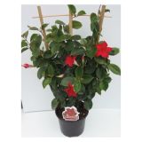 SUNDEVILLA MIX L12 BELA, ROZA, RDEČA, PINK