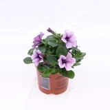 SURFINIJA SURFINIA L10