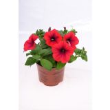 SURFINIJA SURFINIA L10