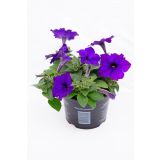 SURFINIJA SURFINIA L10