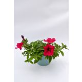 SURFINIJA SURFINIA L10