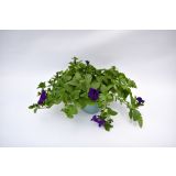 SURFINIJA SURFINIA L10