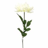 SVILENO CVETJE KRIZANTEMA PAJKOVKA X 1 KREM