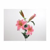 SVILENO CVETJE LILIJA ORIENTAL X 5