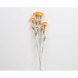 SVILENO CVETJE NAGELJ VEJICA X 5 ORANŽNA