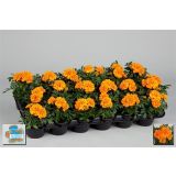 SEZONSKA RASTLINA TAGETES DROBNOCVETNI MIX L9