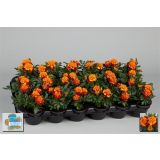 SEZONSKA RASTLINA TAGETES DROBNOCVETNI MIX L9