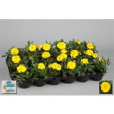 SEZONSKA RASTLINA TAGETES DROBNOCVETNI MIX L9