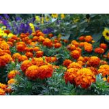 TAGETES DROBNOCVETNI MIX PATULA L9