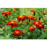 TAGETES DROBNOCVETNI MIX PATULA L9