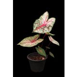 KALADIJ TAPESTRY L13