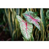 KALADIJ TAPESTRY L13