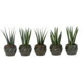 TAŠČIN JEZIK CYLINDRICA L6