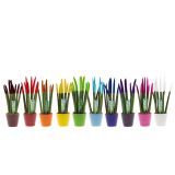 TAŠČIN JEZIK CYLINDRICA MIX V OKR.LON. Z ŽAMETNIMI KONICAMI L9