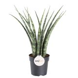 TAŠČIN JEZIK FERNWOOD L12