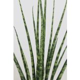 TAŠČIN JEZIK FERNWOOD L12