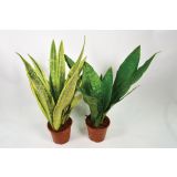 TAŠČIN JEZIK MIX L14