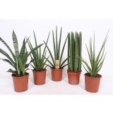 TAŠČIN JEZIK MIX L17