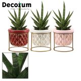 TAŠČIN JEZIK V OKRASNEM LONCU L6