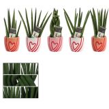 TAŠČIN JEZIK V OKRASNEM LONCU SRČEK L6