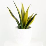 TAŠČIN JEZIK YELLOWSTONE L14 CM