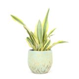 TAŠČIN JEZIK YELLOWSTONE L14 CM