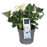 TELOH HELLEBORUS NIGER CHRISTMAS CAROL L17 CM
