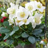 TELOH HELLEBORUS NIGER CHRISTMAS CAROL L17 CM