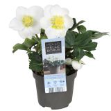 TELOH HELLEBORUS NIGER CHRISTMAS CAROL L9 CM