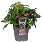 TELOH ORIENTALSKI HELO RED L17 CM