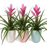 TILANCIJA V OKRASNEM LONCU MIX L13