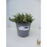 TIMIJAN CITRIODORA AUREA L14