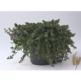 TIMIJAN DOONE VALLEY L14