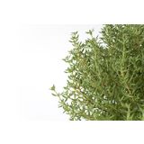 TIMIJAN L10 CM L10 CM