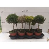 TIMIJAN MIX NA STEBLU L14