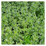 TIMIJAN VOLMARY SREBRNI CITRONSKI L12 SILVER QUEEN