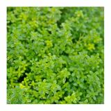 TIMIJAN VOLMARY ZLATI CITRONSKI MYSTIC LEMON L12