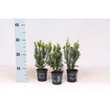 IGLAVEC TISA HICKSII L9