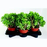 KRASULA TOLŠČICA L17